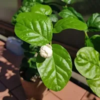 Jasmin Flower Plant With Growing Bag-thumb1