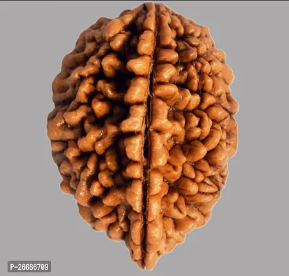 The 2 Mukhi Rudraksha is believed to have various spiritual and astrological benefits in Hinduism-thumb0