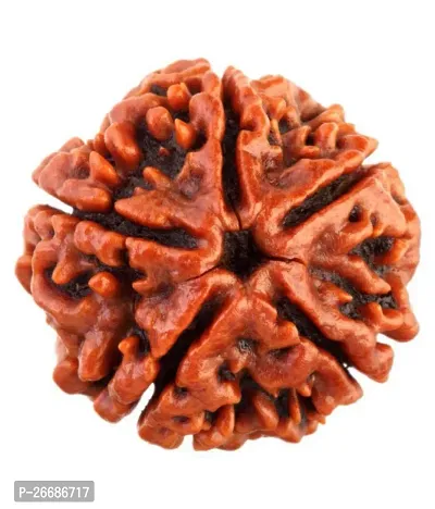 The 5 Mukhi Rudraksha is one of the most common and widely used Rudraksha beads-thumb0