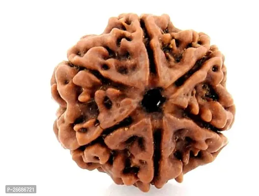 The 6 Mukhi Rudraksha