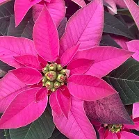 Guru24Hours? Poinsettia Pink Live Plant flower looking so lovely 1 Healthy live plant-thumb2