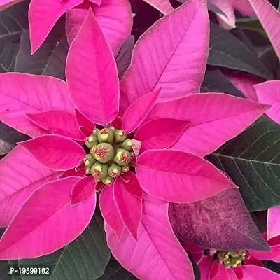 Guru24Hours? Poinsettia Pink Live Plant flower looking so lovely 1 Healthy live plant-thumb3