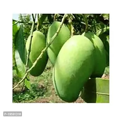 Guru24Hours? Mango All Season/Aam Baramasi Dwarf Grafted Fruit Healthy Live Plant-thumb0