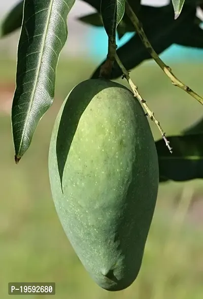 Guru24Hours? Sweet Mallika Mango Grafted Hybrid Bonsai Fruit Tree - Healthy Live Plant-thumb0