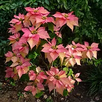 Guru24Hours? Poinsettia Pink Live Plant flower looking so lovely 1 Healthy live plant-thumb3