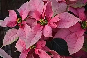 Guru24Hours? Poinsettia Pink Live Plant flower looking so lovely 1 Healthy live plant-thumb1
