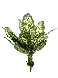 Guru24Hours? Dieffenbachia Air Purifying Green Live Indoor Plants make your home sweet home ( Healthy Plant )-thumb1