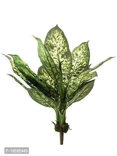 Guru24Hours? Dieffenbachia Air Purifying Green Live Indoor Plants make your home sweet home ( Healthy Plant )-thumb2