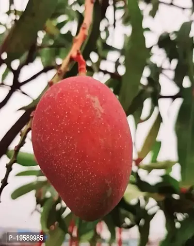 Guru24Hours? Live Mango Plant Grafted Variant (Irwin Mango Live Plant)