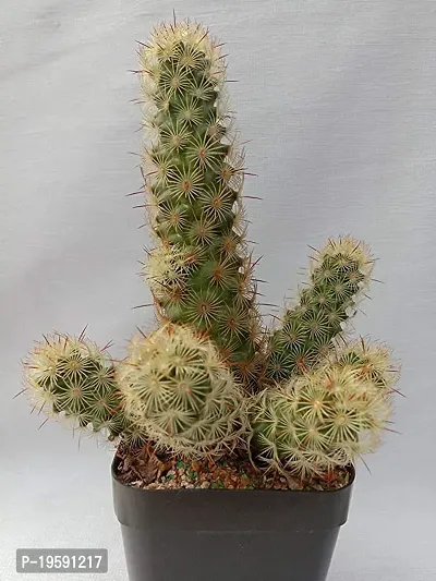 Guru24Hours? Mammillaria Elongata Live Cactus Healthy Live Plant-thumb0