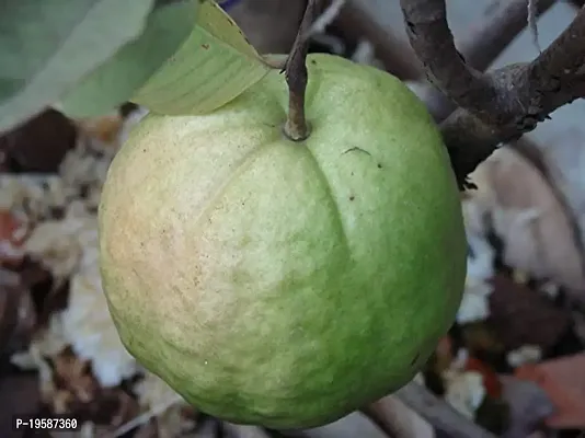 Guru24Hours? Guava Live Plant Healthy Live Plant (Seedless KG Guava Live Plant)