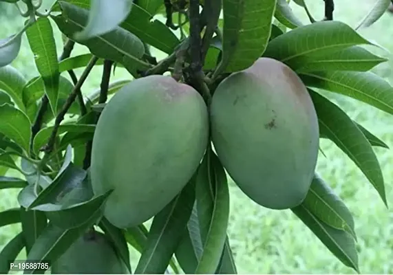 Guru24Hours? Pettigrew Mango Live Plant Grafted Variant (Healthy Fruit Live Plant) (Pack of 1)