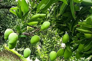 Guru24Hours? Badami Live Mango Plant Healthy  Grafted-thumb1