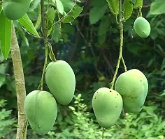 Guru 24 Hours Bari-11 Mango Plant-Grafted Variant Plant.-thumb1