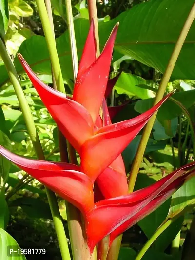 Guru24Hours? Heliconia striacta Jamaican Live Plant The flowers are bright red typical Heliconia ( Healthy Plant )