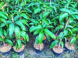 Guru24Hours? Mahachanak Mango Live Plant Grafted Healthy Live Plant (Pack of 1)-thumb3