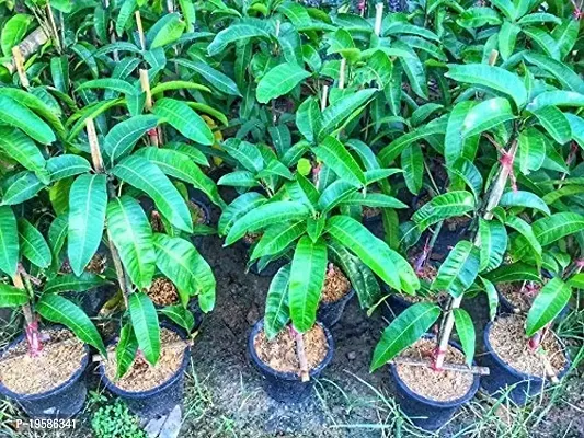 Guru24Hours? Mahachanak Mango Live Plant Grafted Healthy Live Plant (Pack of 1)-thumb4