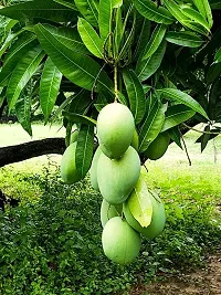 Guru24Hours? Badami Live Mango Plant Healthy  Grafted-thumb2