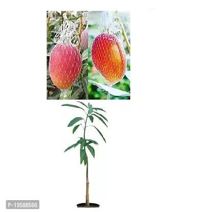 Guru24Hours? Mangifera indica Mango Live Plant - Healthy  Grafted Live Plant (Pack of 1)