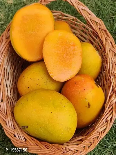 Guru 24 Hours Mangifera Indica Mango Live Plant - Healthy  Grafted-thumb2