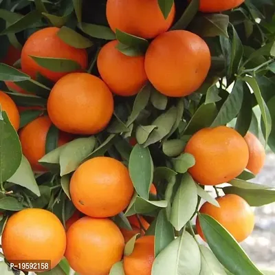 Guru24Hours? Orange Exotic Malta Bari1-Grafted Live Plants - Healthy Live Plant
