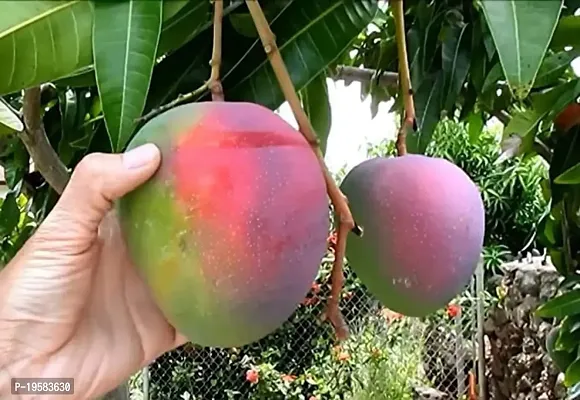 Guru24Hours? Live Plant Grafted Variant (Rapoza Mango Live Plant)-thumb0