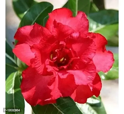 Guru24Hours? Adenium Red Double - Adenium obesum, Desert Rose Live Plant-thumb0