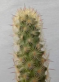 Guru24Hours? Mammillaria Elongata Live Cactus Healthy Live Plant-thumb2