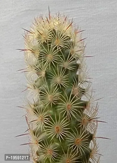 Guru24Hours? Mammillaria Elongata Live Cactus Healthy Live Plant-thumb3