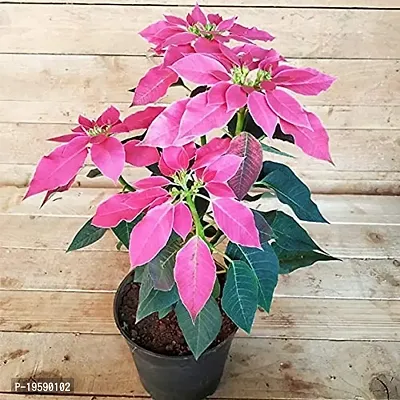 Guru24Hours? Poinsettia Pink Live Plant flower looking so lovely 1 Healthy live plant-thumb0
