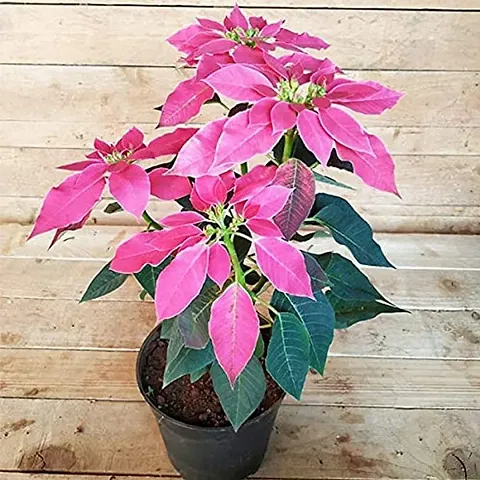 Guru24Hours? Poinsettia Pink Live Plant flower looking so lovely 1 Healthy live plant