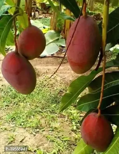 Guru24Hours? Live Mango Plant Grafted Variant (Ping Mango Live Plant)