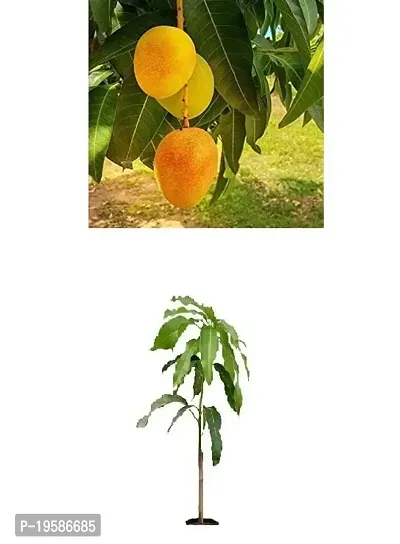 Guru24Hours? Rani Pasand Mango Live Plant (Healthy  Grafted) (Pack of 1)