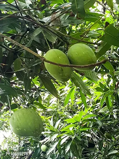 Guru24Hours? Badami Live Mango Plant Healthy  Grafted