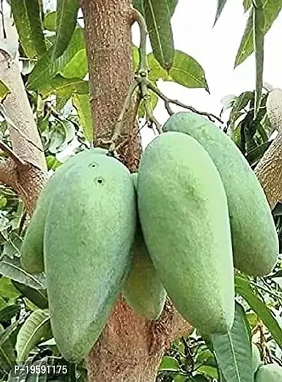 Guru24Hours? Live Mango Plant Grafted Variant (Catimon Live Mango Plant)