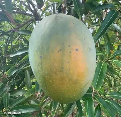 Guru 24 Hours Live Plant Grafted Variant (Pettigrew Mango Live Plant)-thumb0