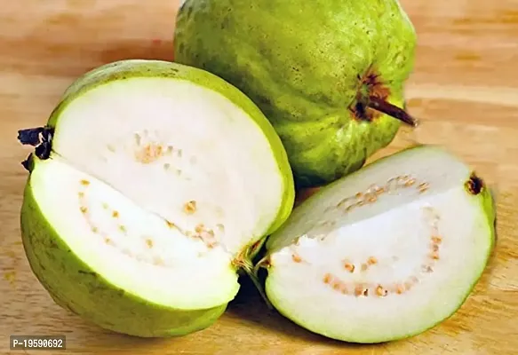 Guru24Hours? Guava Live Plant Healthy Live Plant Amrud/Bihi/Amrood ((Kilo) KG Guava Plant)-thumb0