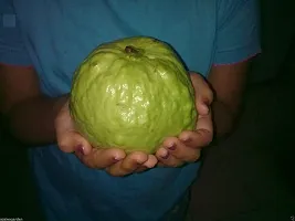 Guru24Hours? Guava Live Plant Healthy Live Plant (Seedless KG Guava Live Plant)-thumb2