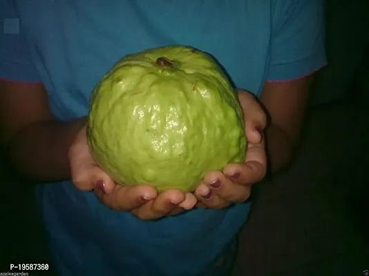 Guru24Hours? Guava Live Plant Healthy Live Plant (Seedless KG Guava Live Plant)-thumb3