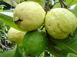 Guru24Hours? Guava Live Plant Healthy Live Plant Amrud/Bihi/Amrood (Safeda Guava Plant)-thumb1