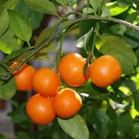 Guru24Hours? Orange Exotic Malta Bari1-Grafted Live Plants - Healthy Live Plant-thumb1