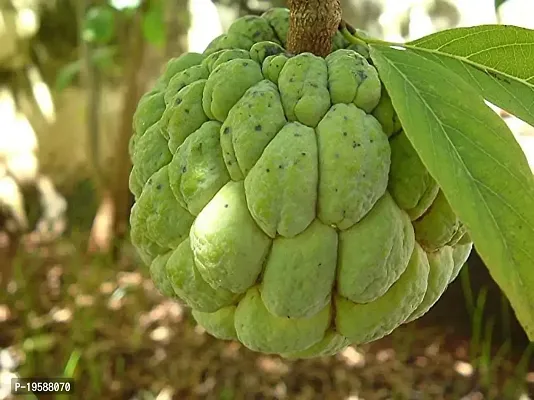 Guru24Hours? Life Grafted Custard Apples Plant - Healthy Live Plant