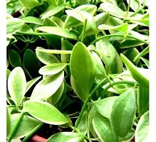 Guru24Hours? Dischidia Apple Leaves Variegate Healthy Live Plants 1 Healthy live plant-thumb3
