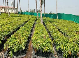 Guru24Hours? Mangifera indica Mango Live Plant - Healthy  Grafted Live Plant (Pack of 1)-thumb2