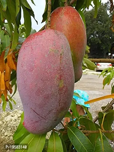 Guru24Hours? Lancetilla Mango Live Plant Healthy  Grafted