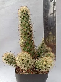 Guru24Hours? Mammillaria Elongata Live Cactus Healthy Live Plant-thumb1