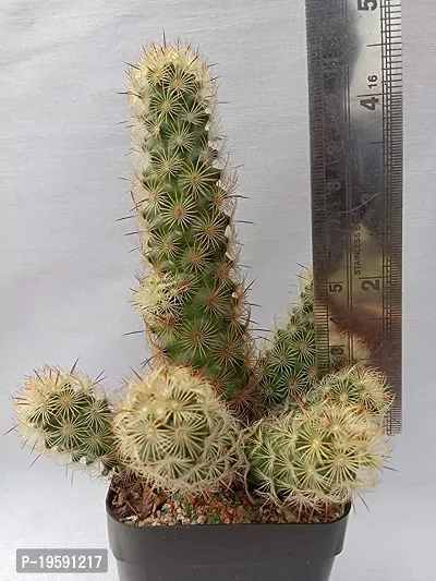 Guru24Hours? Mammillaria Elongata Live Cactus Healthy Live Plant-thumb2