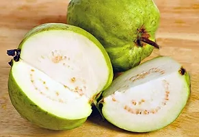 Guru24Hours? Guava Live Plant Healthy Live Plant (Seedless KG Guava Live Plant)-thumb1