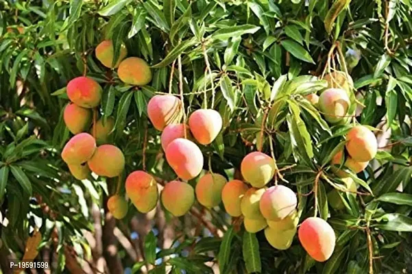 Guru24Hours? Bonsai Red Mango Tree Dwarf Grafted Hybrid Fruit Tree Healthy Live Plant