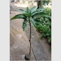 Guru24Hours? Guava Live Plant Healthy Live Plant Amrud/Bihi/Amrood ((Kilo) KG Guava Plant)-thumb2